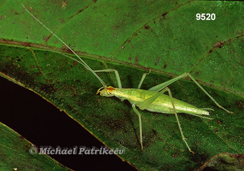 Snowy Tree Cricket (Oecanthus niveus)